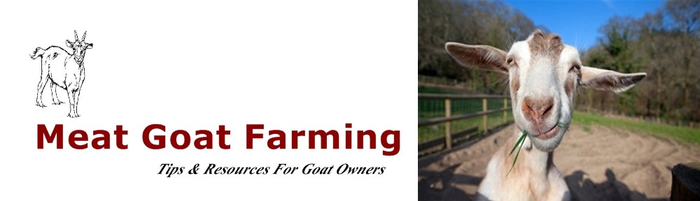 Meat Goat Farming Tips