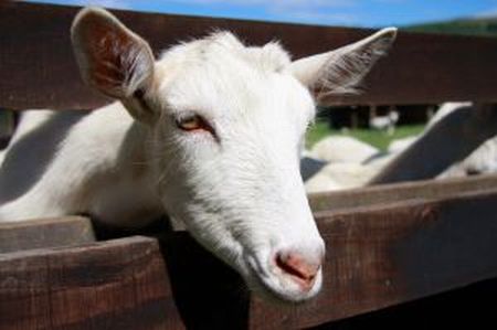profitable goat farming business